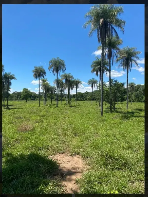 Fazenda em Buritis/Minas Gerais — Ref VSXEVV — Imagem 4