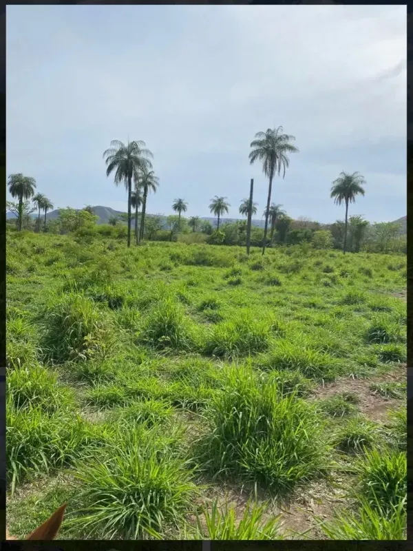 Fazenda em Buritis/Minas Gerais — Ref VSXEVV — Imagem 5