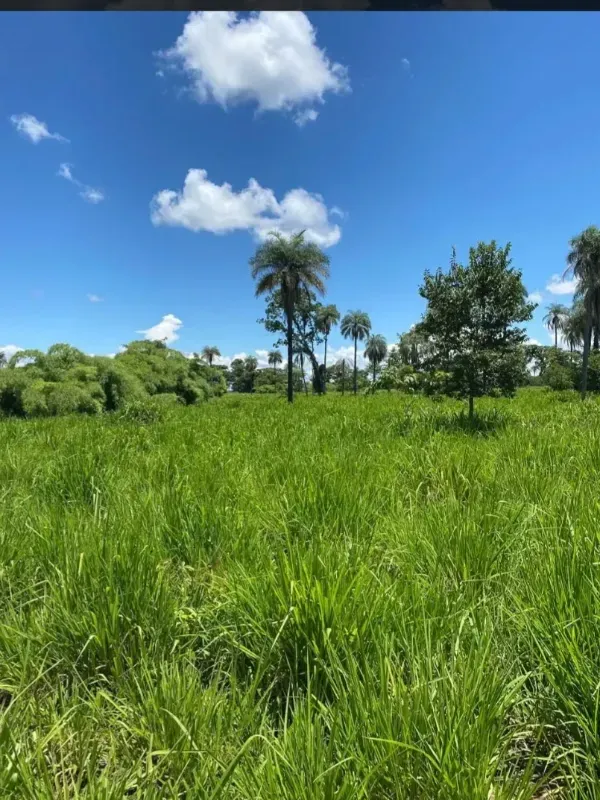 Fazenda em Buritis/Minas Gerais — Ref VSXEVV — Imagem 6