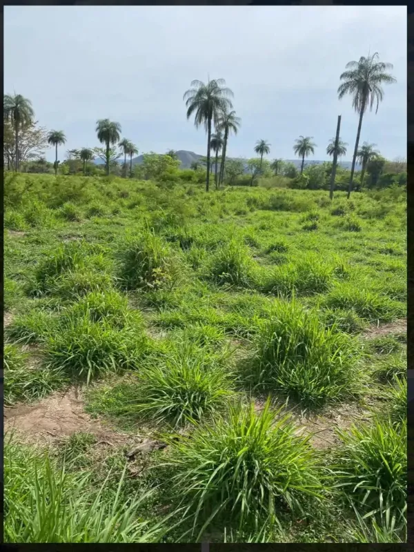 Fazenda em Buritis/Minas Gerais — Ref VSXEVV — Imagem 7