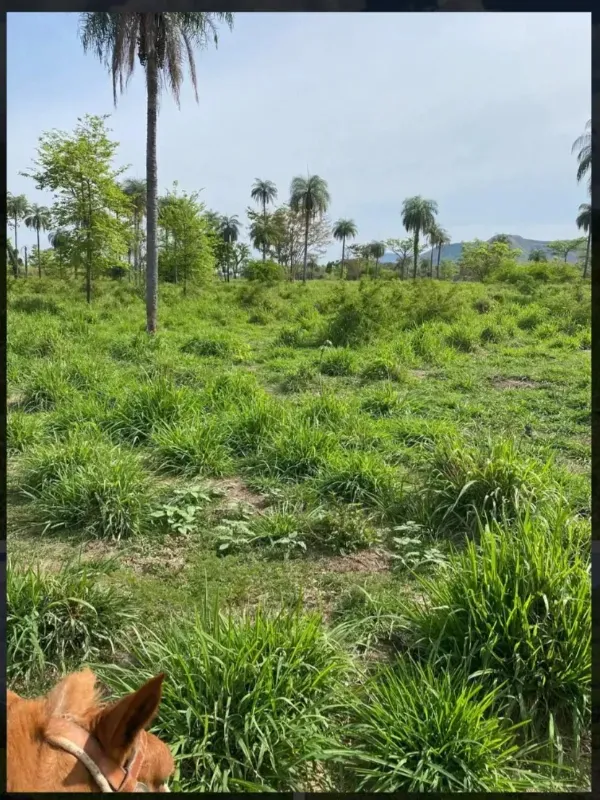 Fazenda em Buritis/Minas Gerais — Ref VSXEVV — Imagem 8