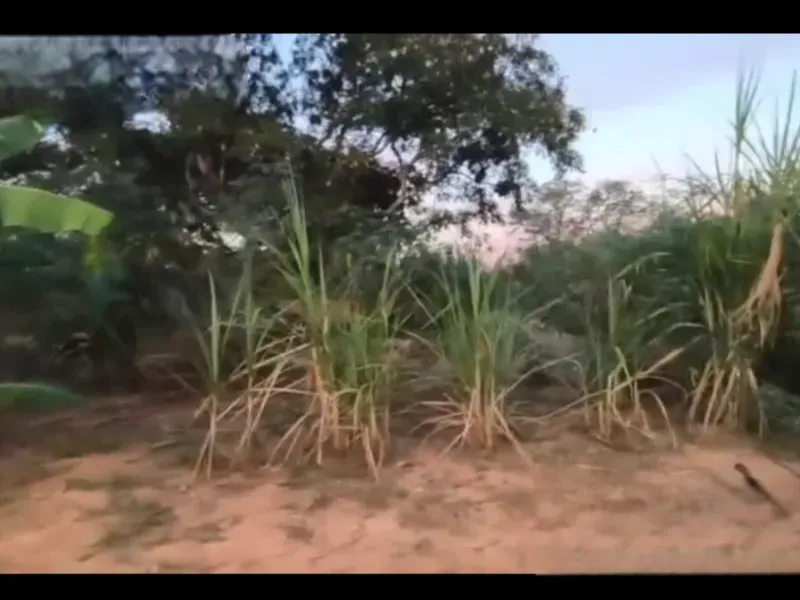 Fazenda em Buritis/Minas Gerais — Ref 4PODWW — Imagem 10