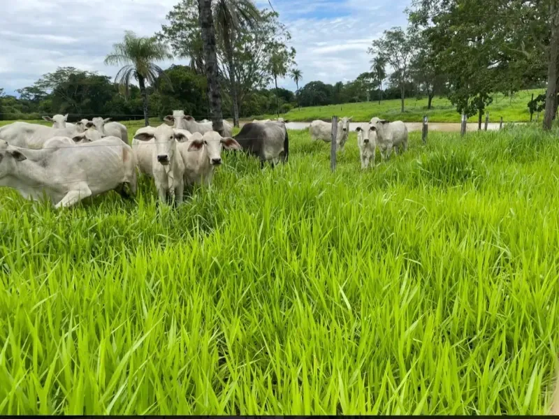 Imóvel rural em Cabeceiras/Goiás — Ref YI1PKK1