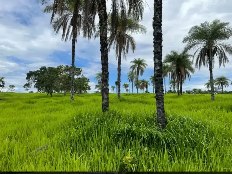 Fazenda em Cabeceiras/Goiás — Ref YI1PKK — Imagem 2