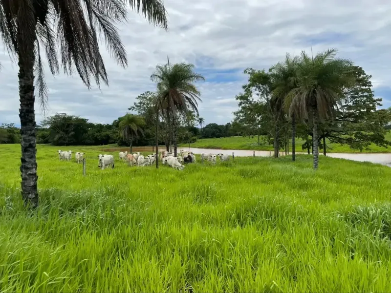 Fazenda em Cabeceiras/Goiás — Ref YI1PKK — Imagem 4