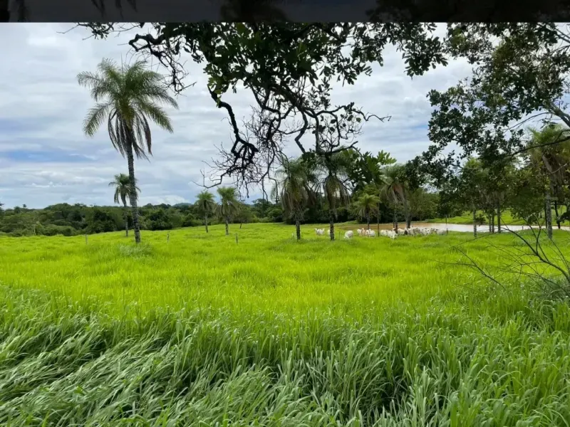 Fazenda em Cabeceiras/Goiás — Ref YI1PKK — Imagem 5