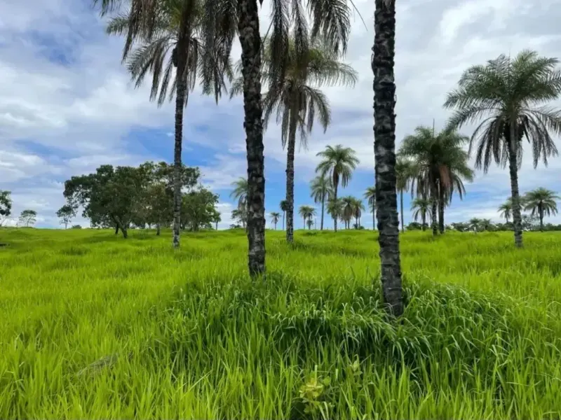 Fazenda em Cabeceiras/Goiás — Ref YI1PKK — Imagem 6