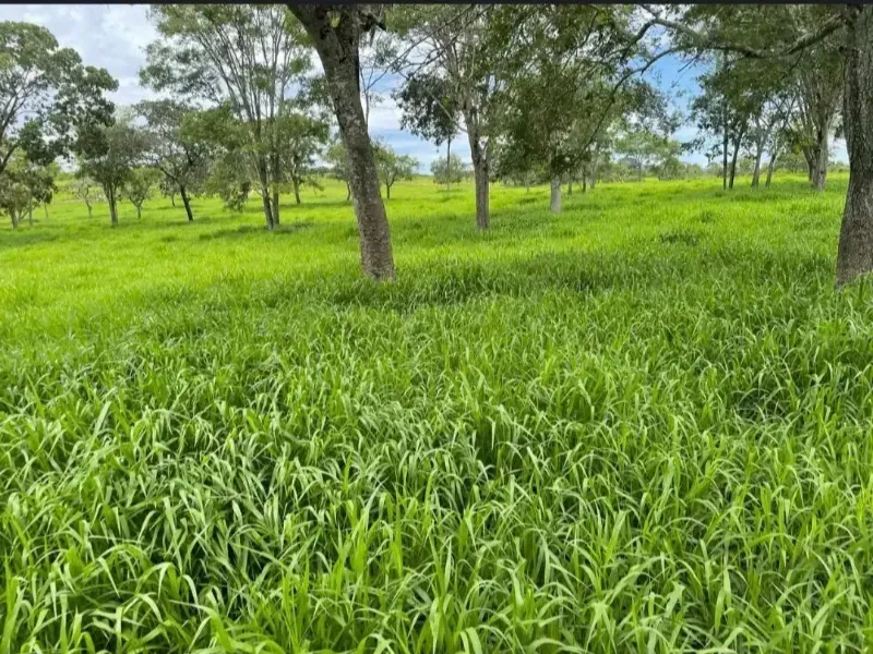 Fazenda em Cabeceiras/Goiás — Ref YI1PKK — Imagem 8