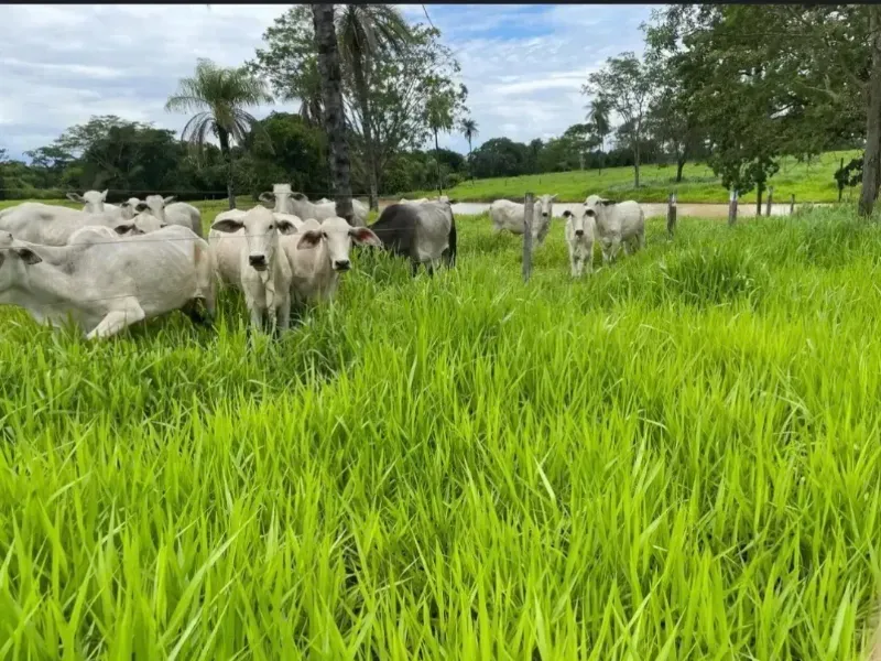 Fazenda em Cabeceiras/Goiás — Ref YI1PKK — Imagem 10