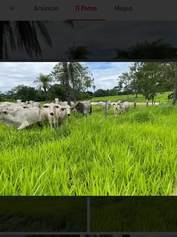 Fazenda em Cabeceiras/Goiás — Ref YI1PKK — Imagem 11