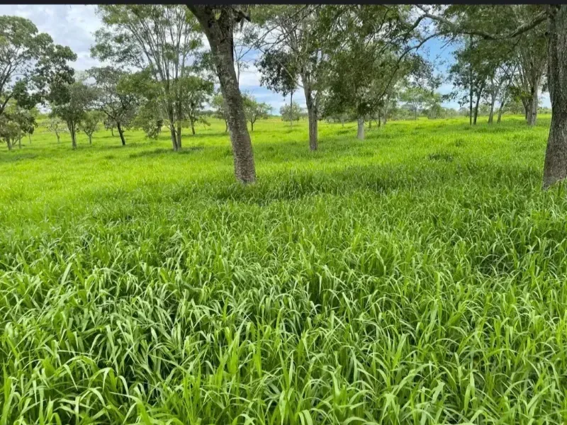 Fazenda em Cabeceiras/Goiás — Ref YI1PKK — Imagem 12