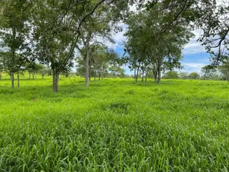 Fazenda em Cabeceiras/Goiás — Ref YI1PKK — Imagem 14