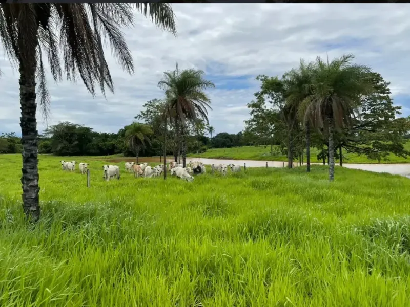 Fazenda em Cabeceiras/Goiás — Ref YI1PKK — Imagem 16