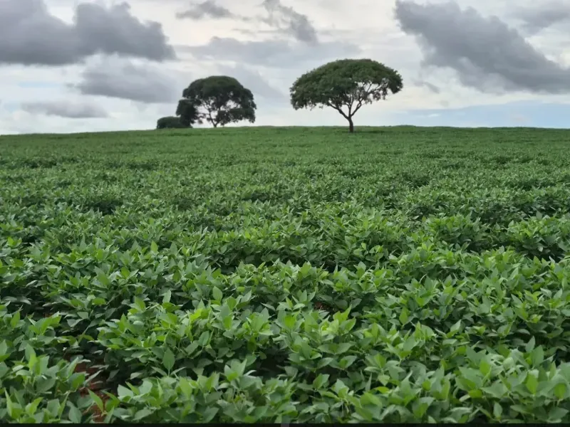 Imóvel rural em Cabeceiras/Goiás — Ref 0UTKKW1