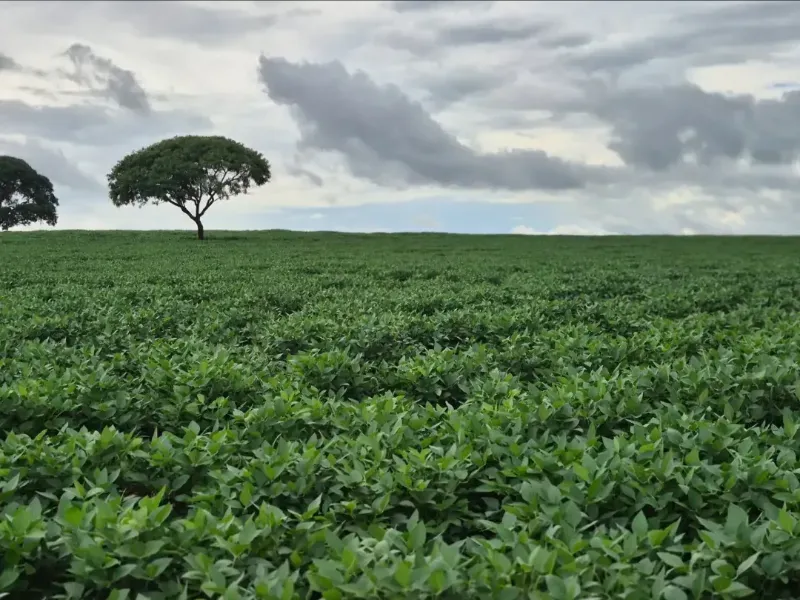 Fazenda em Cabeceiras/Goiás — Ref 0UTKKW — Imagem 2