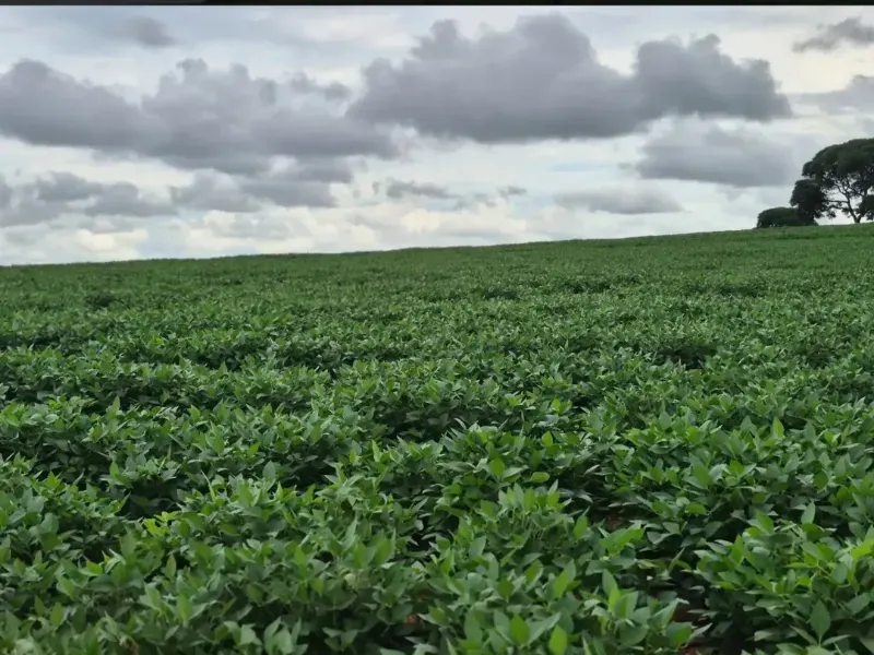 Fazenda em Cabeceiras/Goiás — Ref 0UTKKW — Imagem 3