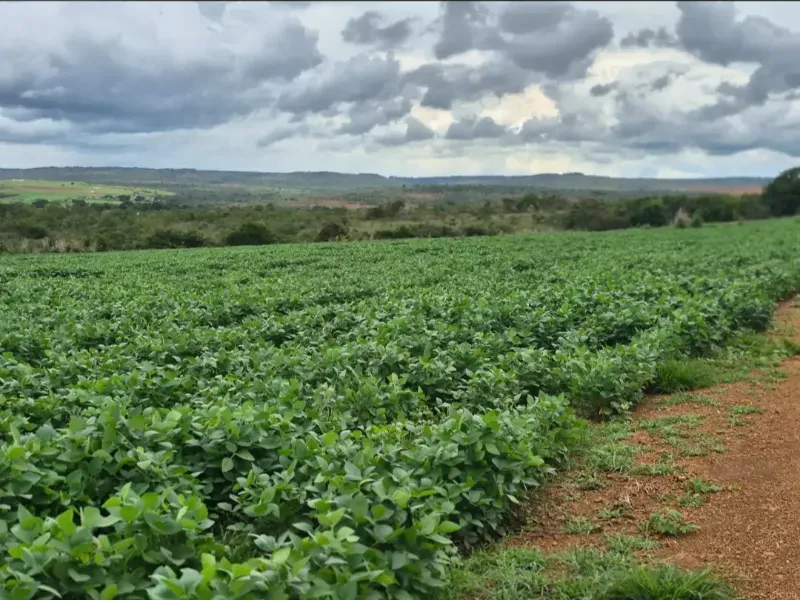 Fazenda em Cabeceiras/Goiás — Ref 0UTKKW — Imagem 4