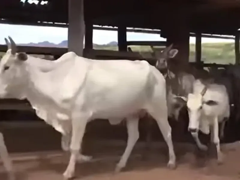Fazenda em Caiapônia/Goiás — Ref 3O0LZE — Imagem 14