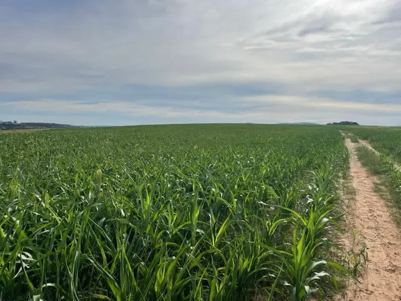Fazenda em Caiapônia/Goiás — Ref 3O0LZE — Imagem 15