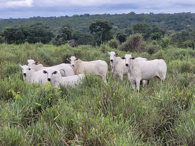 Fazenda em Paranã/Tocantins — Ref M9YQLB — Imagem 4