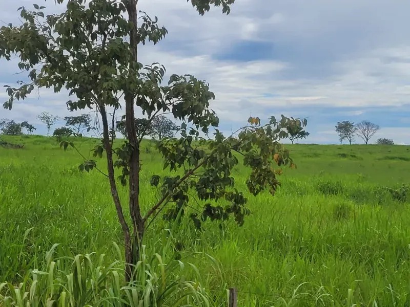 Fazenda em Paranã/Tocantins — Ref M9YQLB — Imagem 22