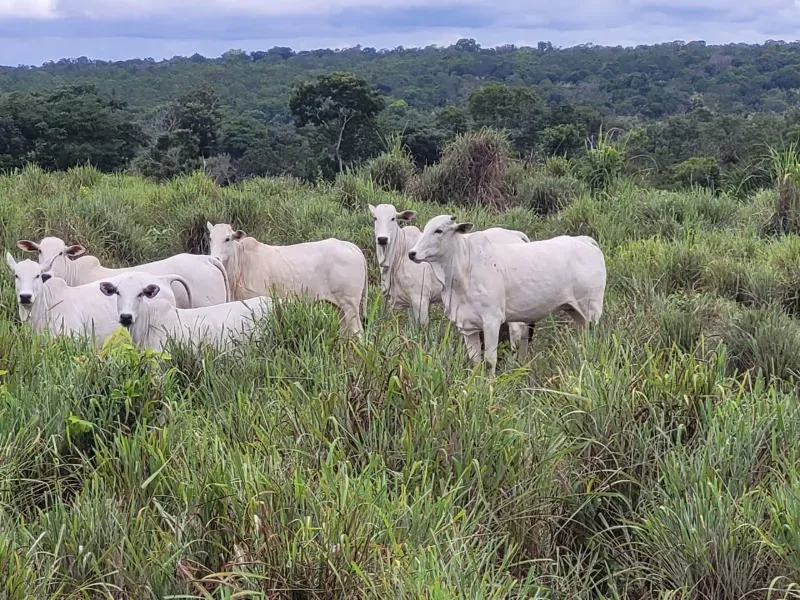 Fazenda em Paranã/Tocantins — Ref M9YQLB — Imagem 26