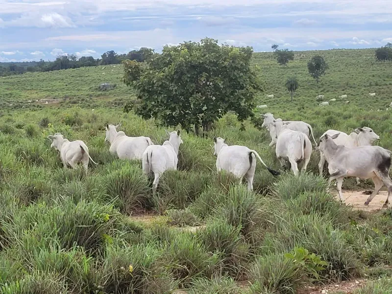Fazenda em Paranã/Tocantins — Ref M9YQLB — Imagem 27
