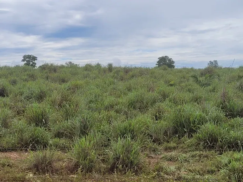 Fazenda em Paranã/Tocantins — Ref M9YQLB — Imagem 31