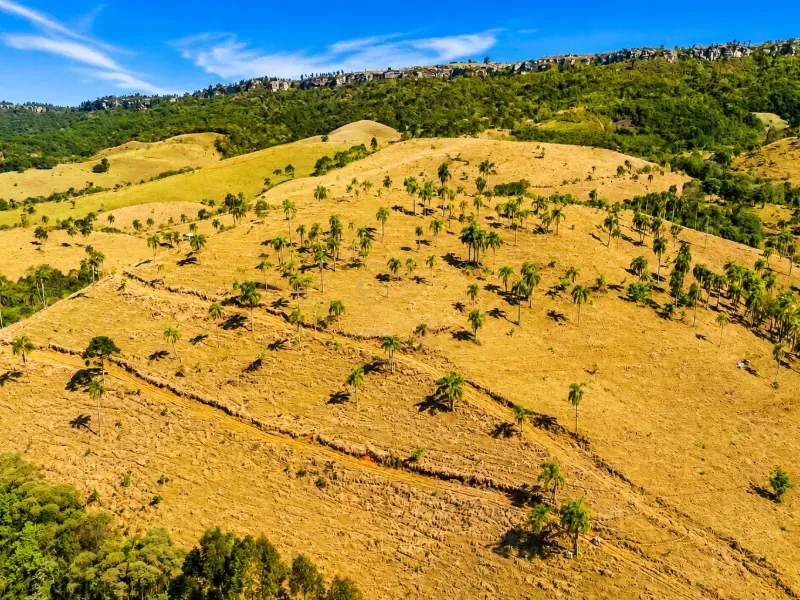 Fazenda em Campo Largo/Paraná — Ref Z44Q22 — Imagem 16