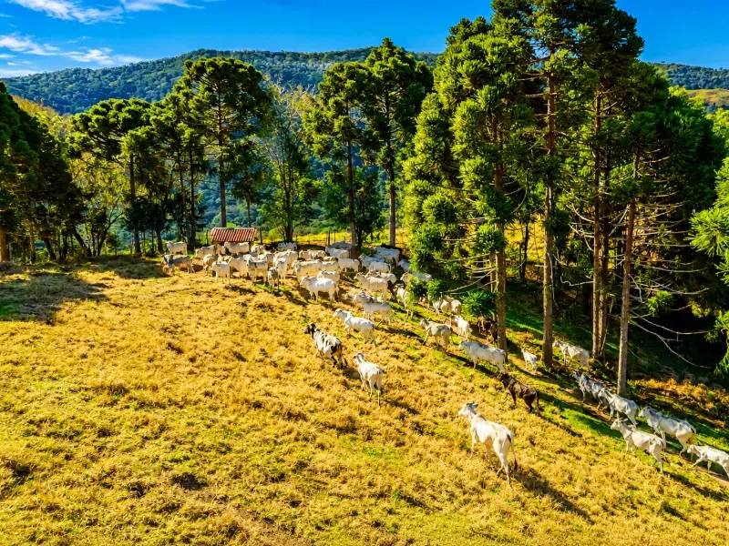 Fazenda em Campo Largo/Paraná — Ref Z44Q22 — Imagem 17