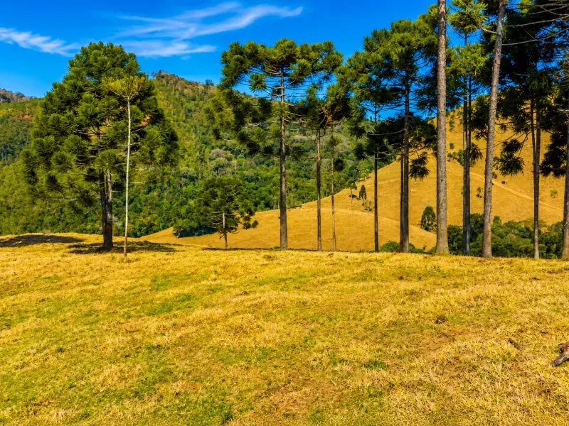 Fazenda em Campo Largo/Paraná — Ref Z44Q22 — Imagem 5
