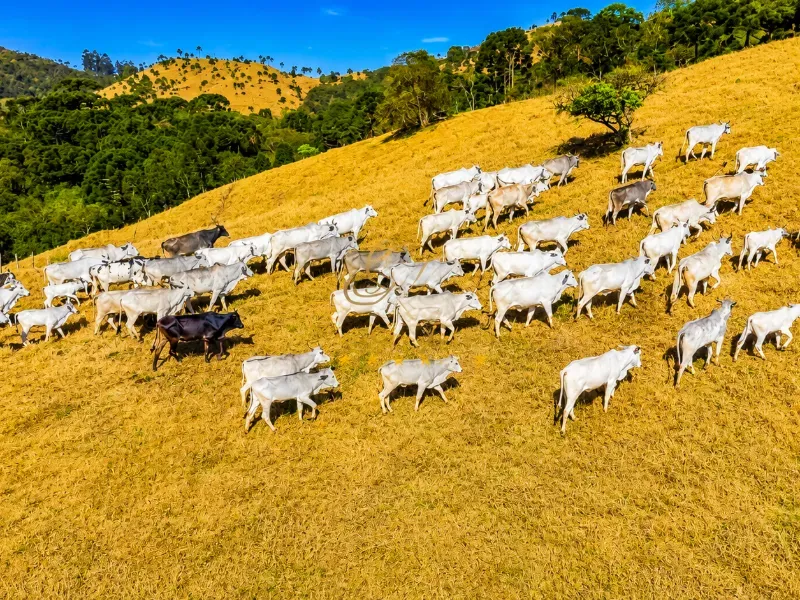 Fazenda em Campo Largo/Paraná — Ref Z44Q22 — Imagem 3