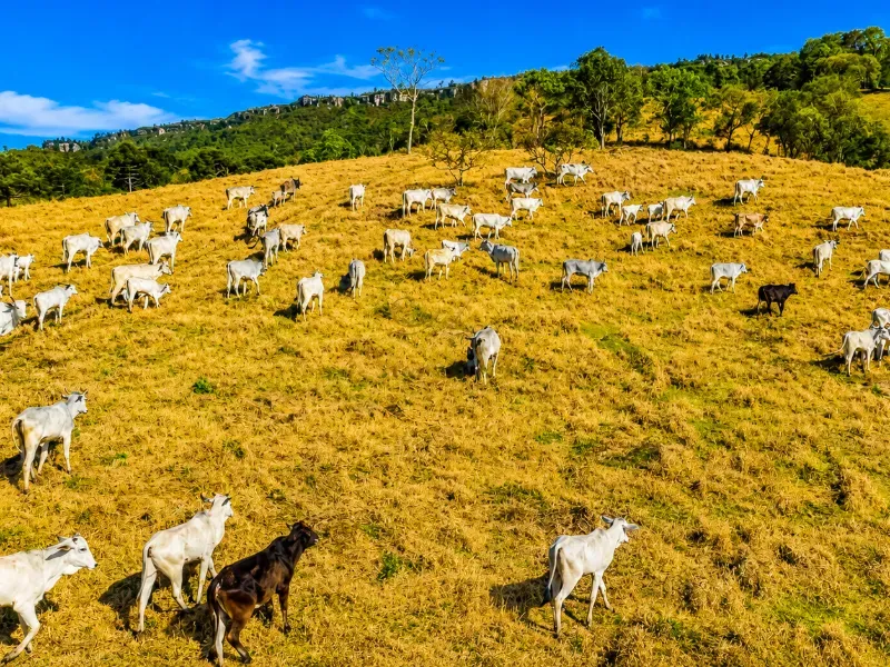 Fazenda em Campo Largo/Paraná — Ref Z44Q22 — Imagem 8