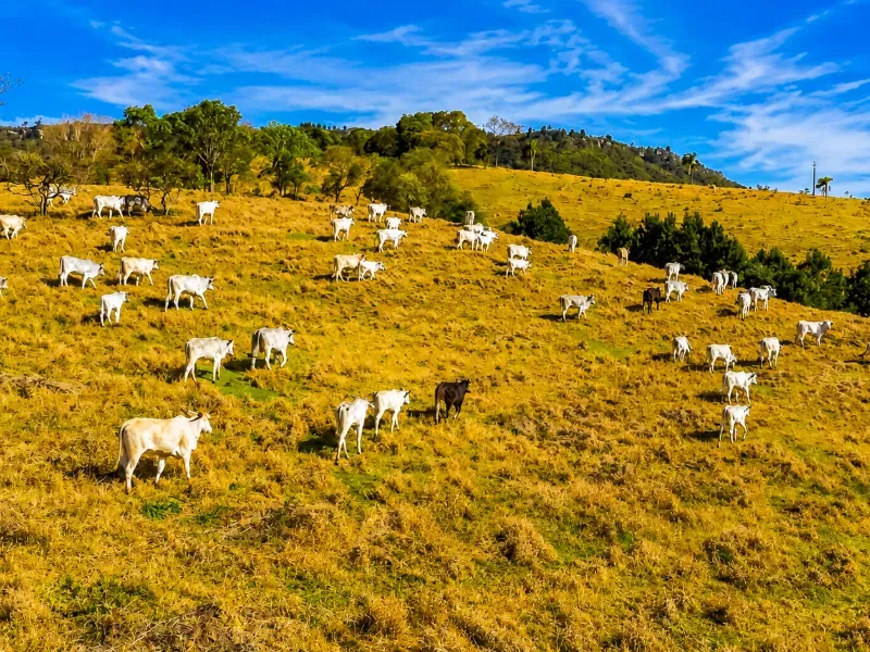 Imóvel rural em Campo Largo/Paraná — Ref Z44Q221