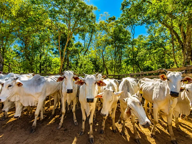 Fazenda em Campo Largo/Paraná — Ref Z44Q22 — Imagem 6
