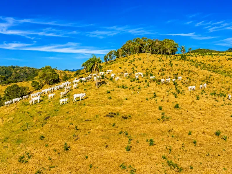 Fazenda em Campo Largo/Paraná — Ref Z44Q22 — Imagem 10