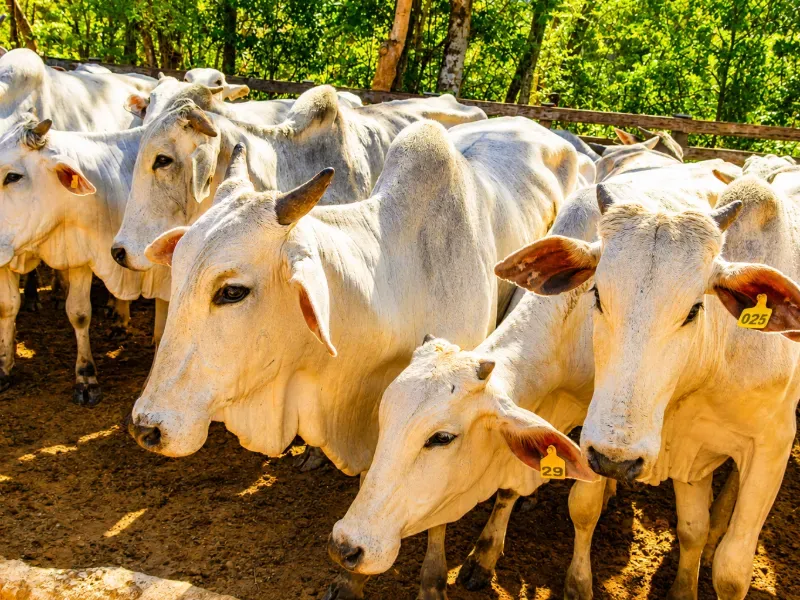 Fazenda em Campo Largo/Paraná — Ref Z44Q22 — Imagem 2