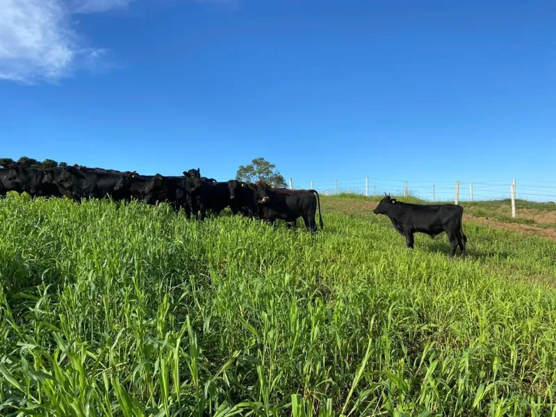 Fazenda em Cândido de Abreu/Paraná — Ref W4OYUU — Imagem 2