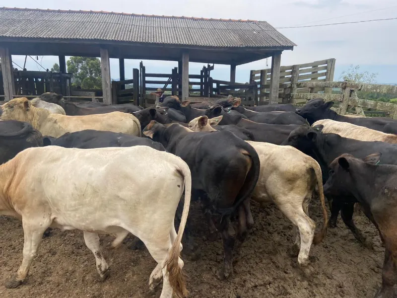 Fazenda em Cândido de Abreu/Paraná — Ref W4OYUU — Imagem 10