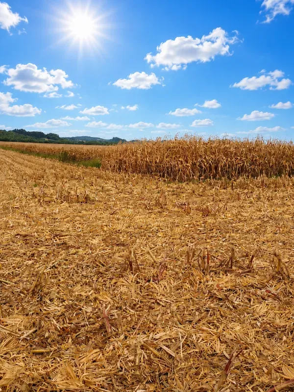 Fazenda em Canoinhas/Santa Catarina — Ref IO70MZ — Imagem 7