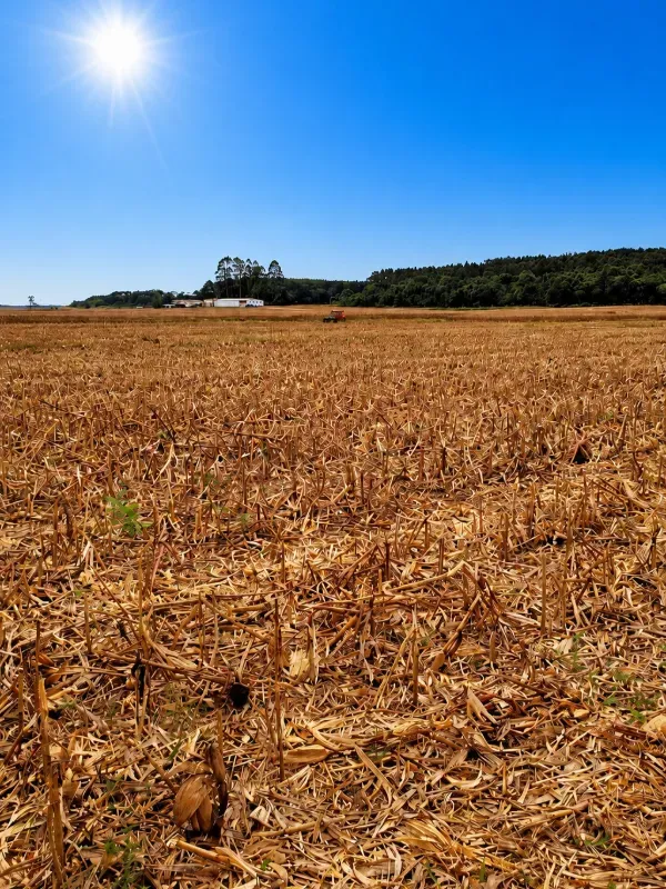 Fazenda em Canoinhas/Santa Catarina — Ref IO70MZ — Imagem 6