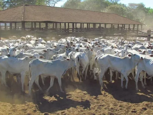 Fazenda em Cocalinho/Mato Grosso — Ref GG5HS8 — Imagem 22