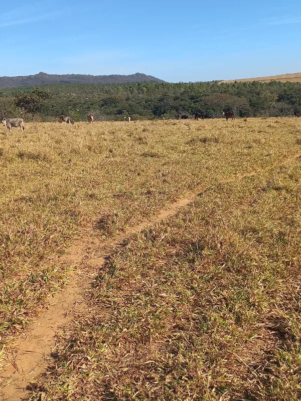 Fazenda em Cocalzinho de Goiás/Goiás — Ref ZSWGAX — Imagem 16