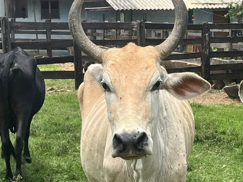 Fazenda em Cocalzinho de Goiás/Goiás — Ref 1TZV9M — Imagem 25