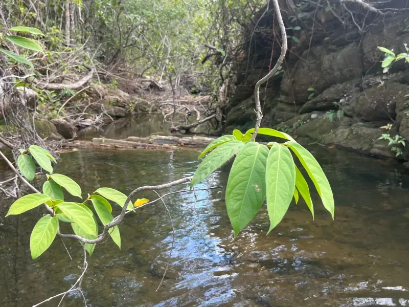 Fazenda em Cocalzinho de Goiás/Goiás — Ref 1TZV9M — Imagem 20