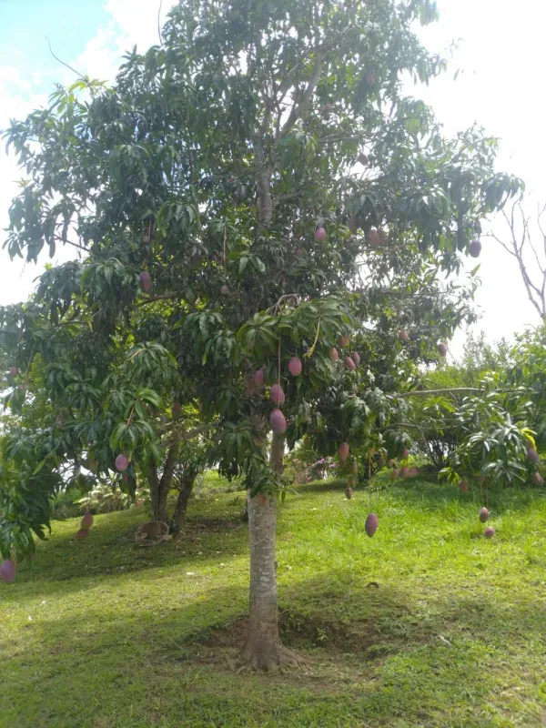 Fazenda em Cocalzinho de Goiás/Goiás — Ref 7J1XV7 — Imagem 24
