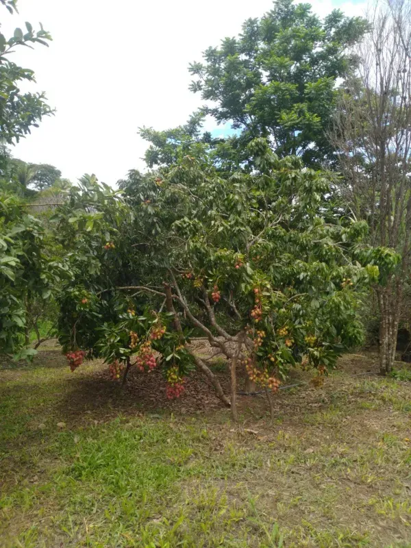 Fazenda em Cocalzinho de Goiás/Goiás — Ref 7J1XV7 — Imagem 26