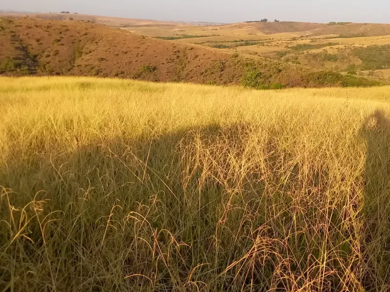 Fazenda em Cocalzinho de Goiás/Goiás — Ref 7J1XV7 — Imagem 41