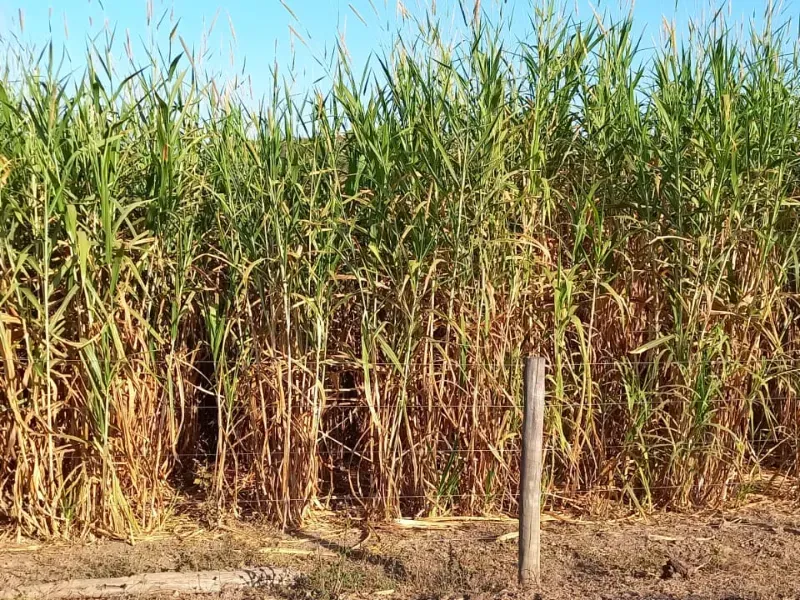 Fazenda em Cocalzinho de Goiás/Goiás — Ref 7J1XV7 — Imagem 48