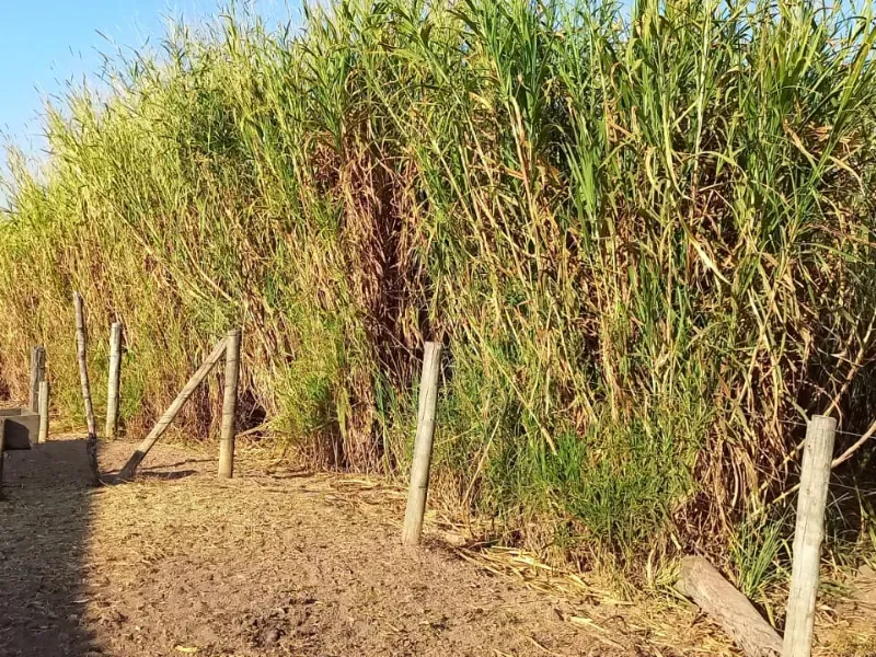 Fazenda em Cocalzinho de Goiás/Goiás — Ref 7J1XV7 — Imagem 55